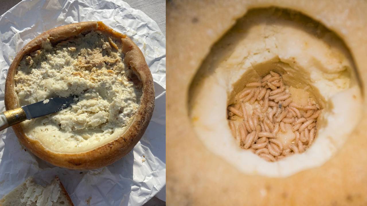 Casu Marzu: El Queso Más Peligroso del Mundo