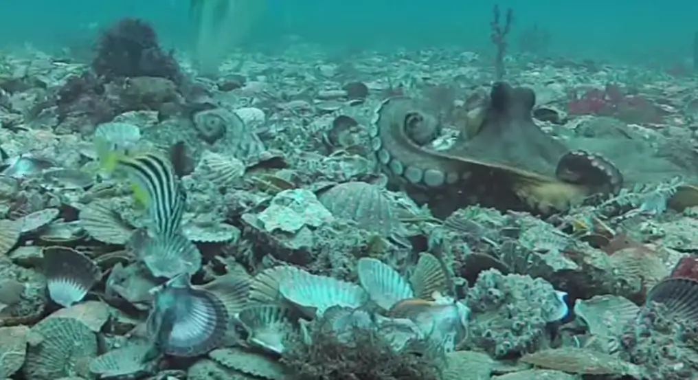 pulpos hembra lanzan conchas marinas a los machos que las molestan