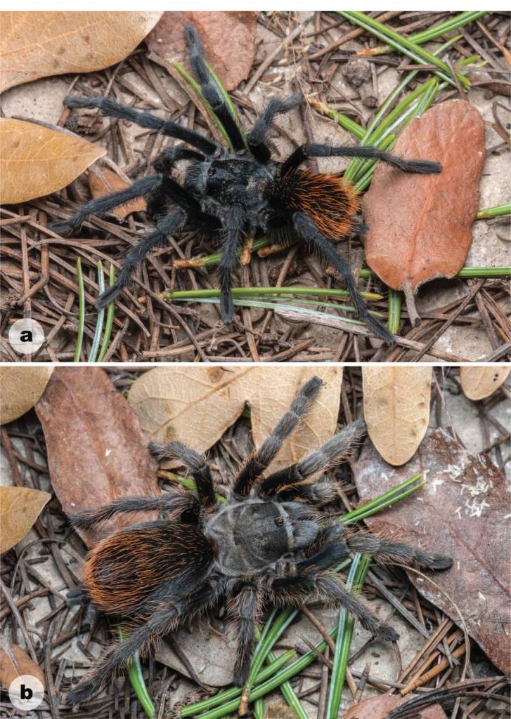 Descubren una nueva tarántula prácticamente única y ya está en peligro de extinción 1 Descubren una nueva tarántula prácticamente única y ya está en peligro de extinción