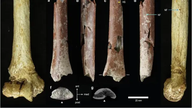 Encuentran huesos de hobbits que podrían revelar su origen 1 Encuentran huesos de hobbits que podrían revelar su origen