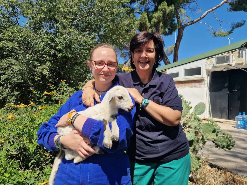 Nace primer cordero modificado genéticamente en España