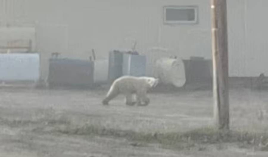 Osos polares están siendo vistos en zonas urbanas en Canadá y encienden las alarmas climáticas 1 Osos polares están siendo vistos en zonas urbanas en Canadá y encienden las alarmas climáticas
