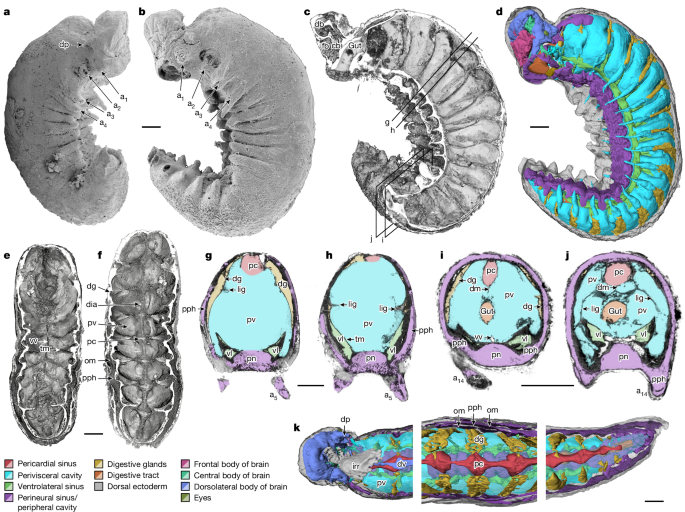 Descubren fósil de 500 millones de años con cerebro preservado 1 Descubren fósil de 500 millones de años con cerebro preservado
