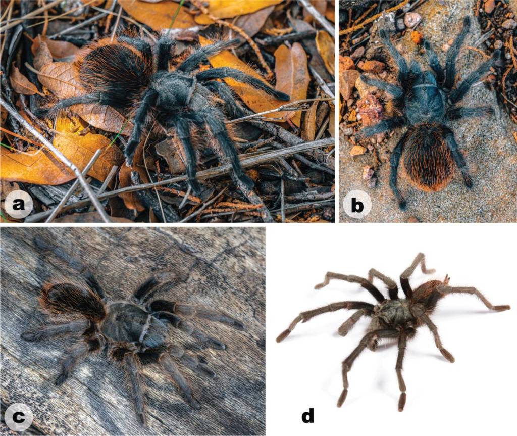 Descubren una nueva tarántula prácticamente única y ya está en peligro de extinción 2 Descubren una nueva tarántula prácticamente única y ya está en peligro de extinción