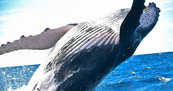 Un estudio revela que las ballenas jorobadas crean y utilizan herramientas de caza especializadas 2 Un estudio revela que las ballenas jorobadas crean y utilizan herramientas de caza especializadas