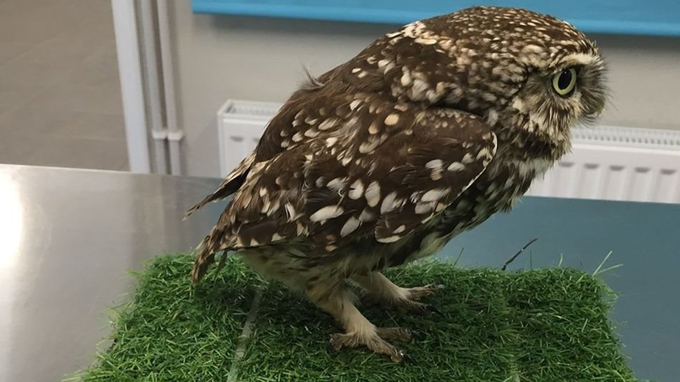 Dramático rescate de un águila calva que no podía volar ¡En realidad estaba demasiado gorda!