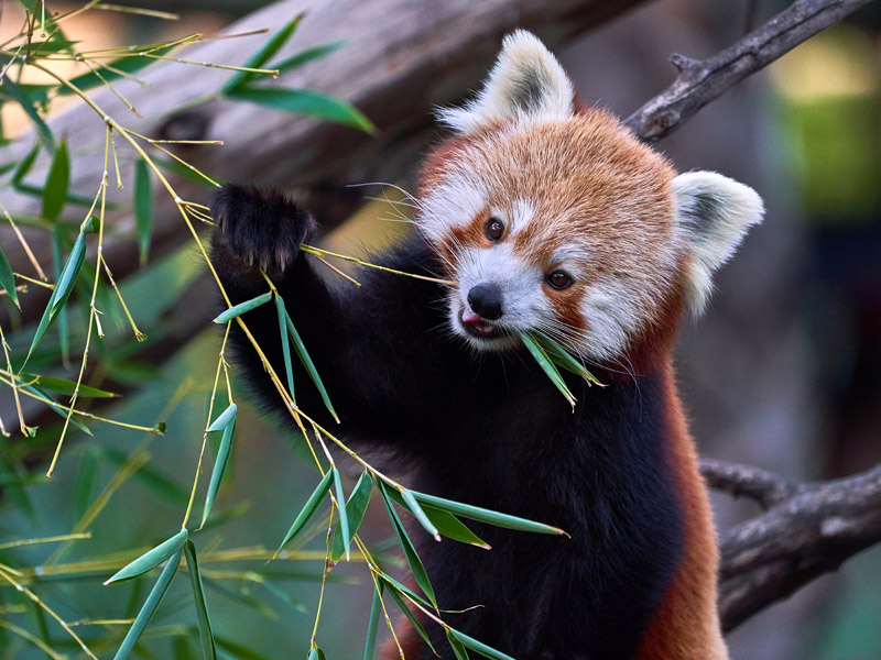 Científicos proponen base lunar para criopreservar especies en peligro de extinción