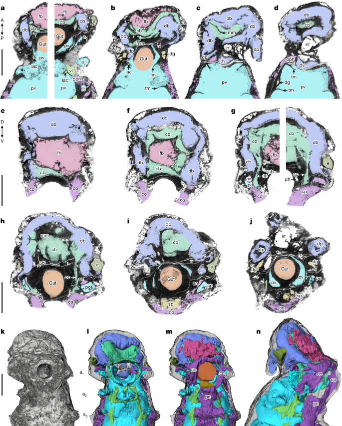 Descubren fósil de 500 millones de años con cerebro preservado 2 Descubren fósil de 500 millones de años con cerebro preservado