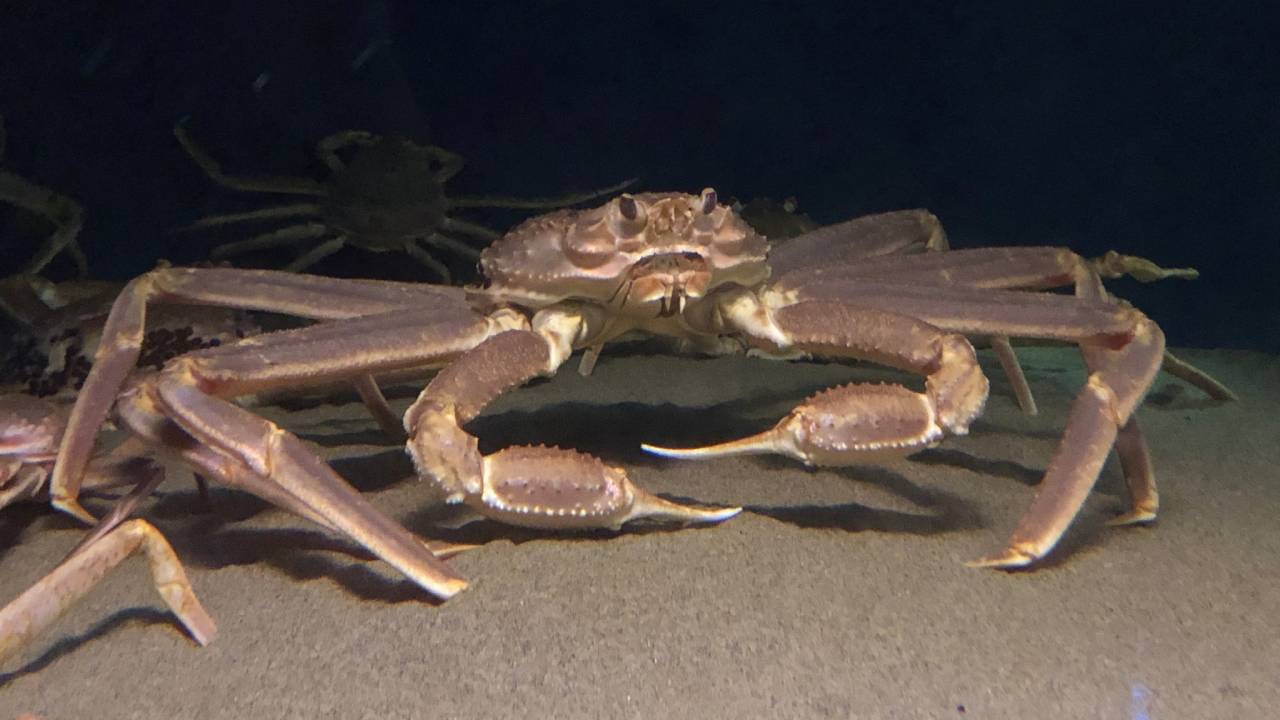 Miles de millones de cangrejos desaparecieron de Alaska y nueva evidencia podría resolver este misterio