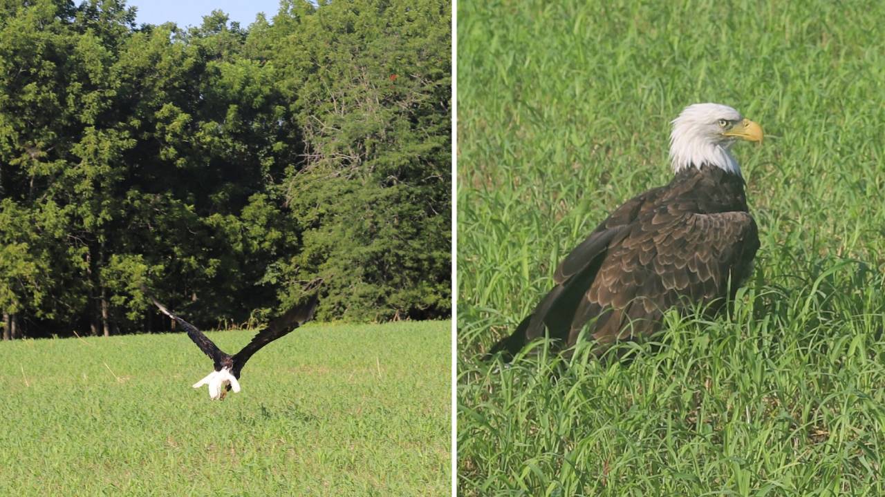 Dramático rescate de un águila calva que no podía volar ¡En realidad estaba demasiado gorda!