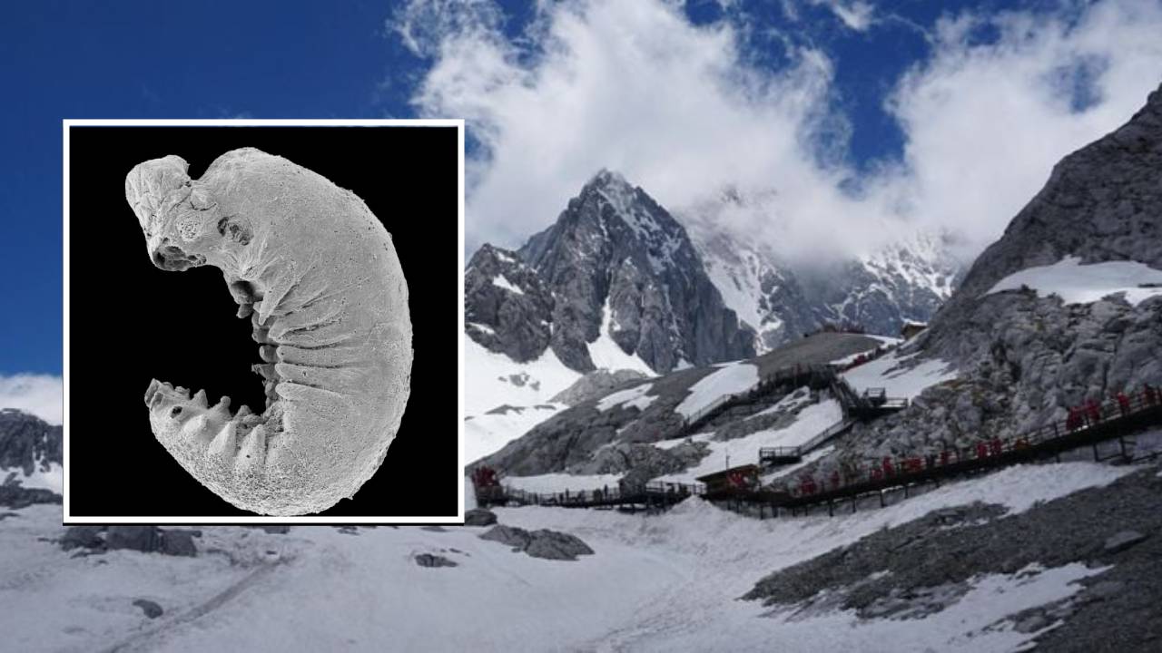 Descubren fósil de 500 millones de años con cerebro preservado