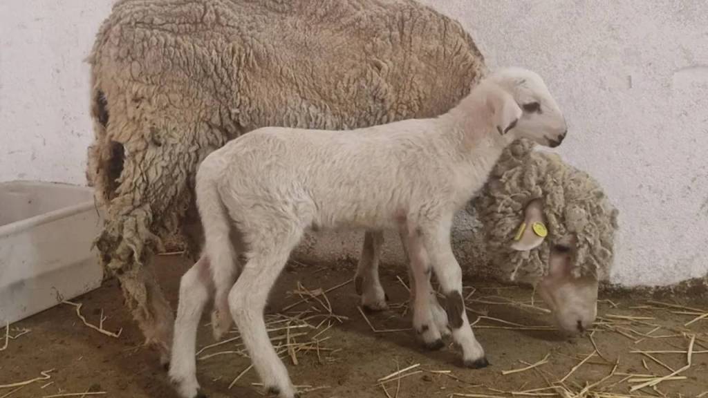 Nace primer cordero modificado genéticamente en España