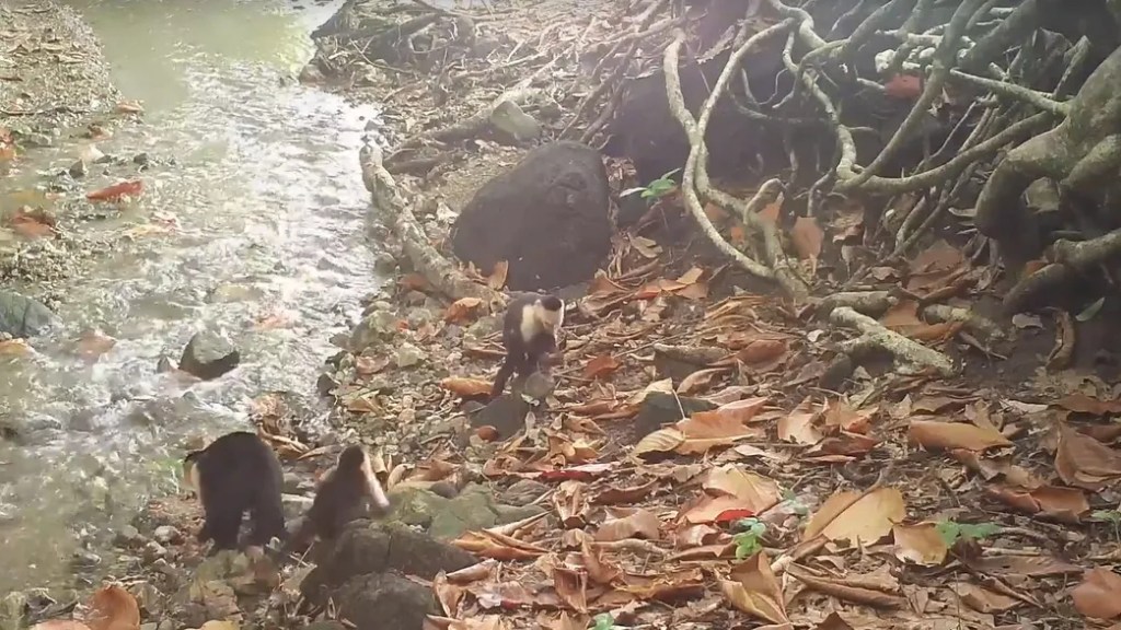 Monos han entrado a la Edad de Piedra en Panamá