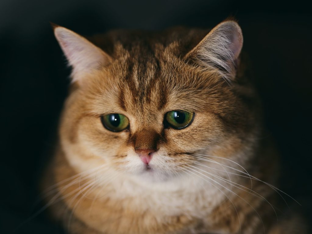 ¿Pueden los gatos experimentar el duelo? Al parecer, hasta por los perros 1 ¿Pueden los gatos experimentar el duelo? Al parecer, hasta por los perros