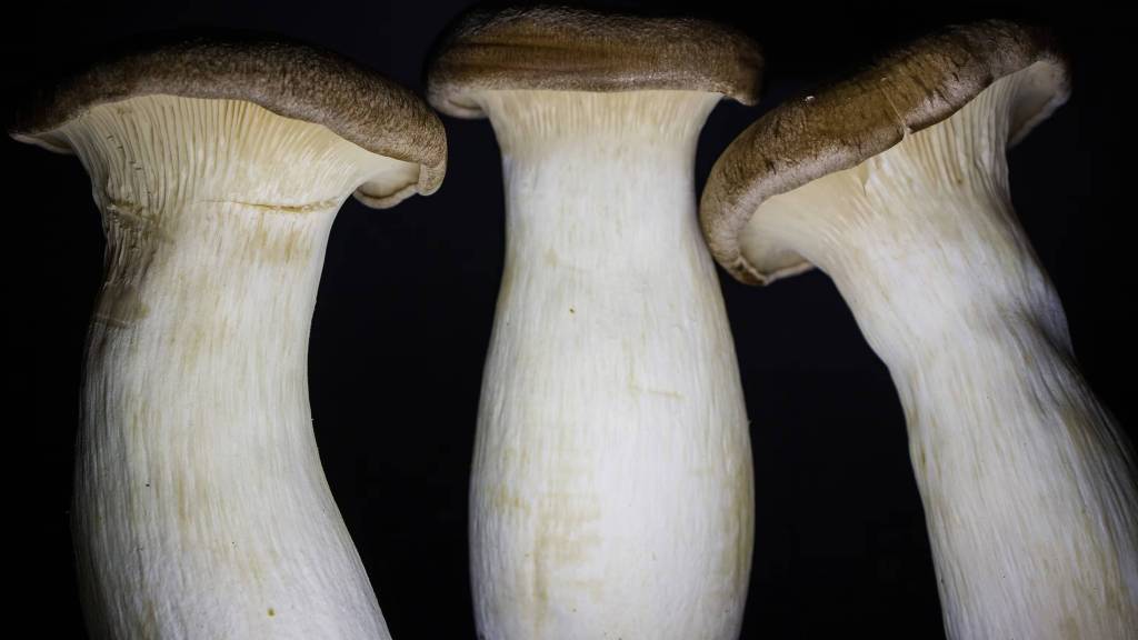 Un hongo aprende a moverse después de recibir un cuerpo robótico 2 Un hongo aprende a moverse después de recibir un cuerpo robótico