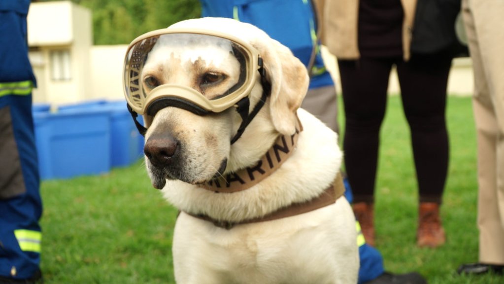 Monos salvan a una niña de 6 años de ser agredida en la India