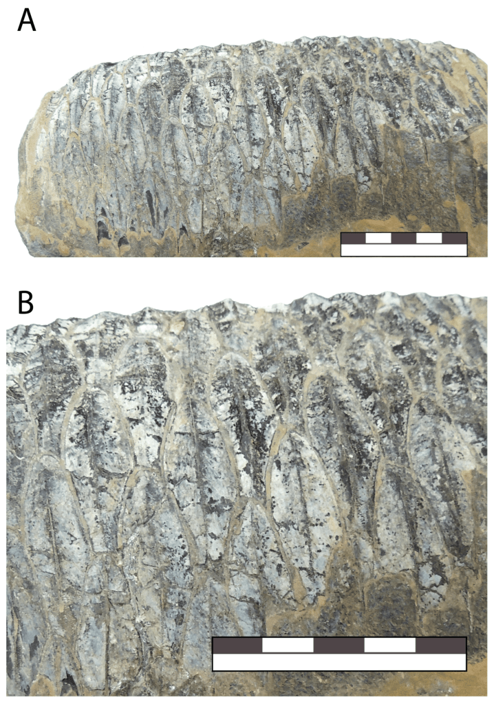 Descubren un nuevo dinosaurio con pico de pato en México