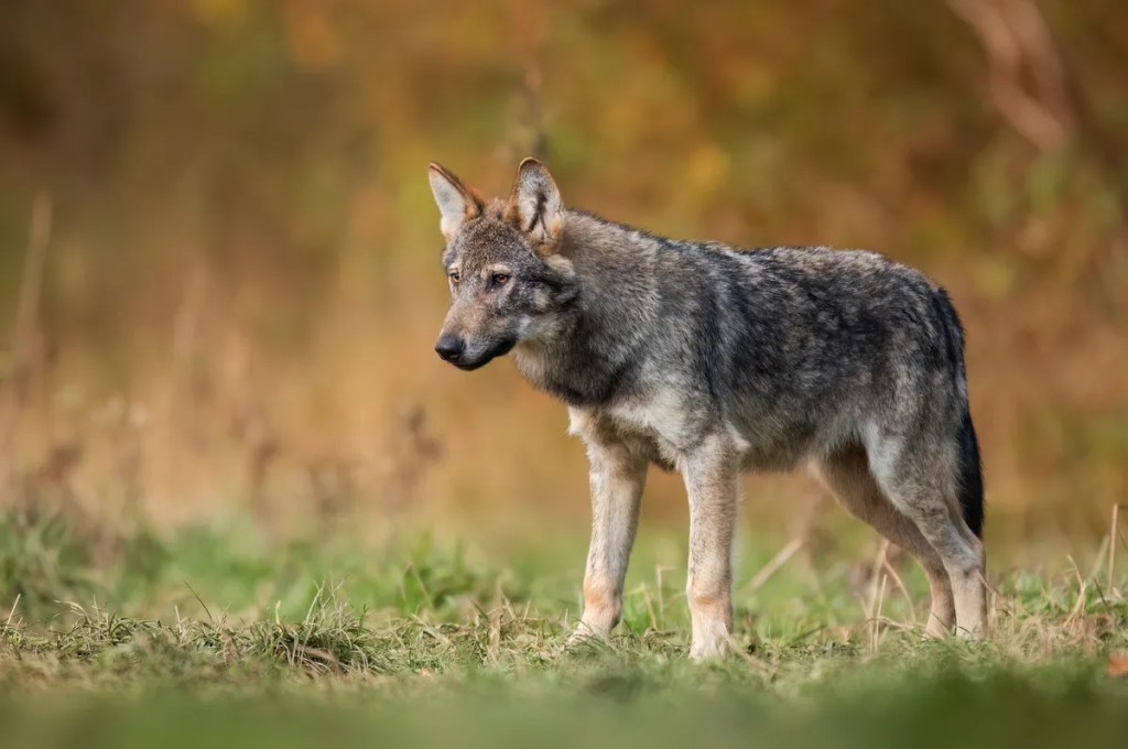 Un hombre cazó al primer lobo gris visto en la Península Inferior de Michigan en 100 años 2 Un hombre cazó al primer lobo gris visto en la Península Inferior de Michigan en 100 años