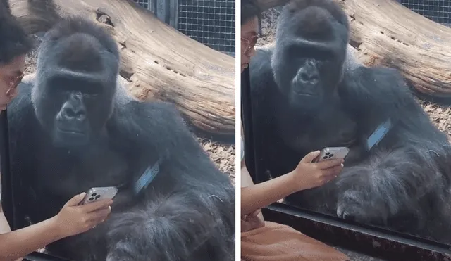 Binti Jua: La historia de la gorila que salvó a un niño 3 Binti Jua: La historia de la gorila que salvó a un niño