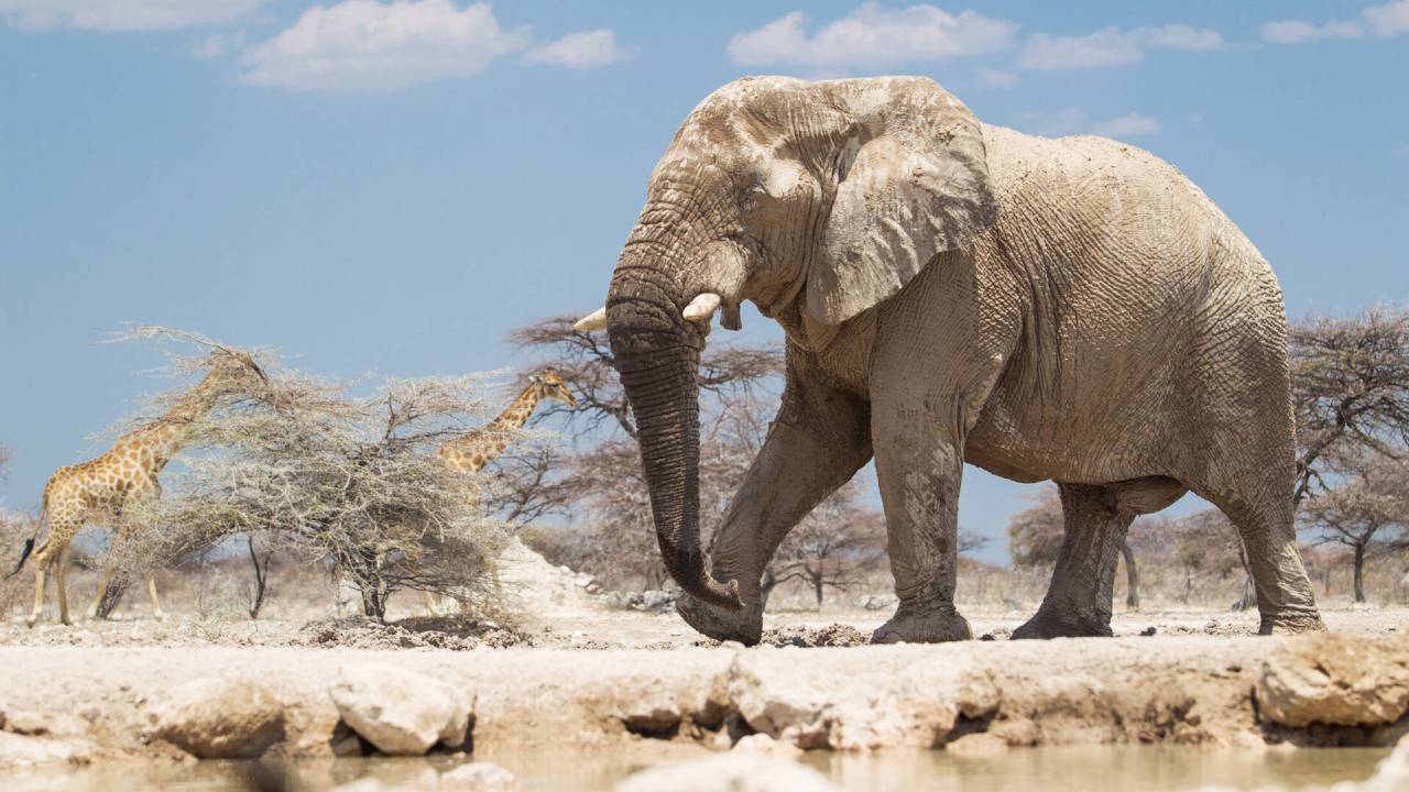 Namibia sacrificará 723 animales salvajes para sobrellevar la sequía