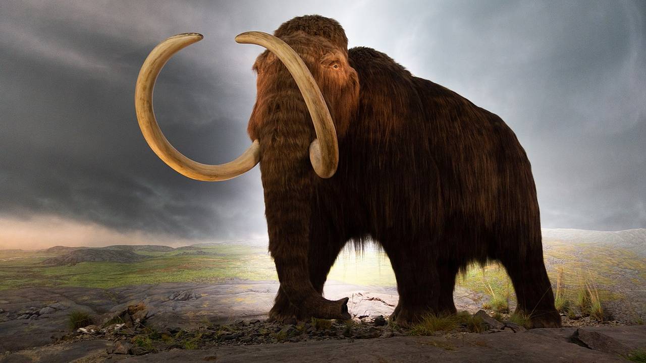 Estamos cada vez más cerca de ver a un mamut vivo en 2028