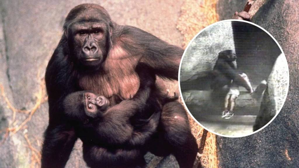 Binti Jua: La historia de la gorila que salvó a un niño