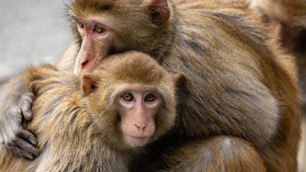 Monos salvan a una niña de 6 años de ser agredida en la India