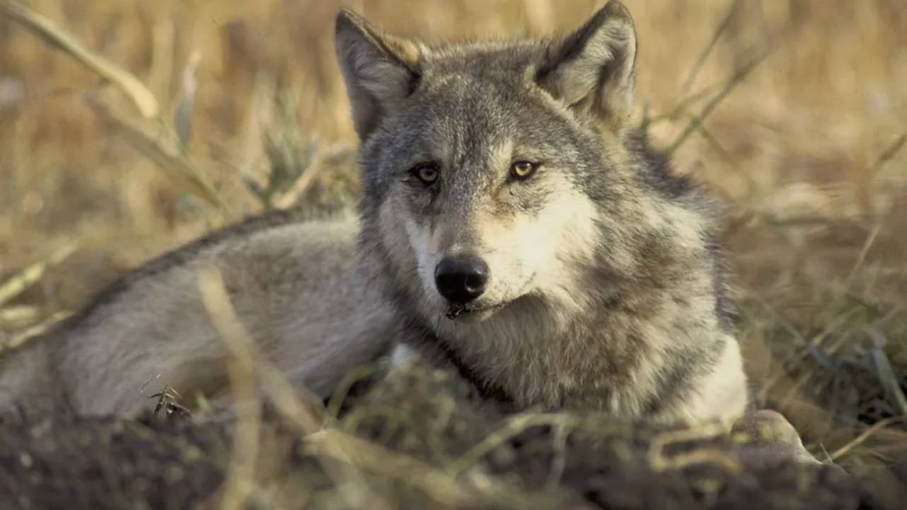 Un hombre cazó al primer lobo gris visto en la Península Inferior de Michigan en 100 años