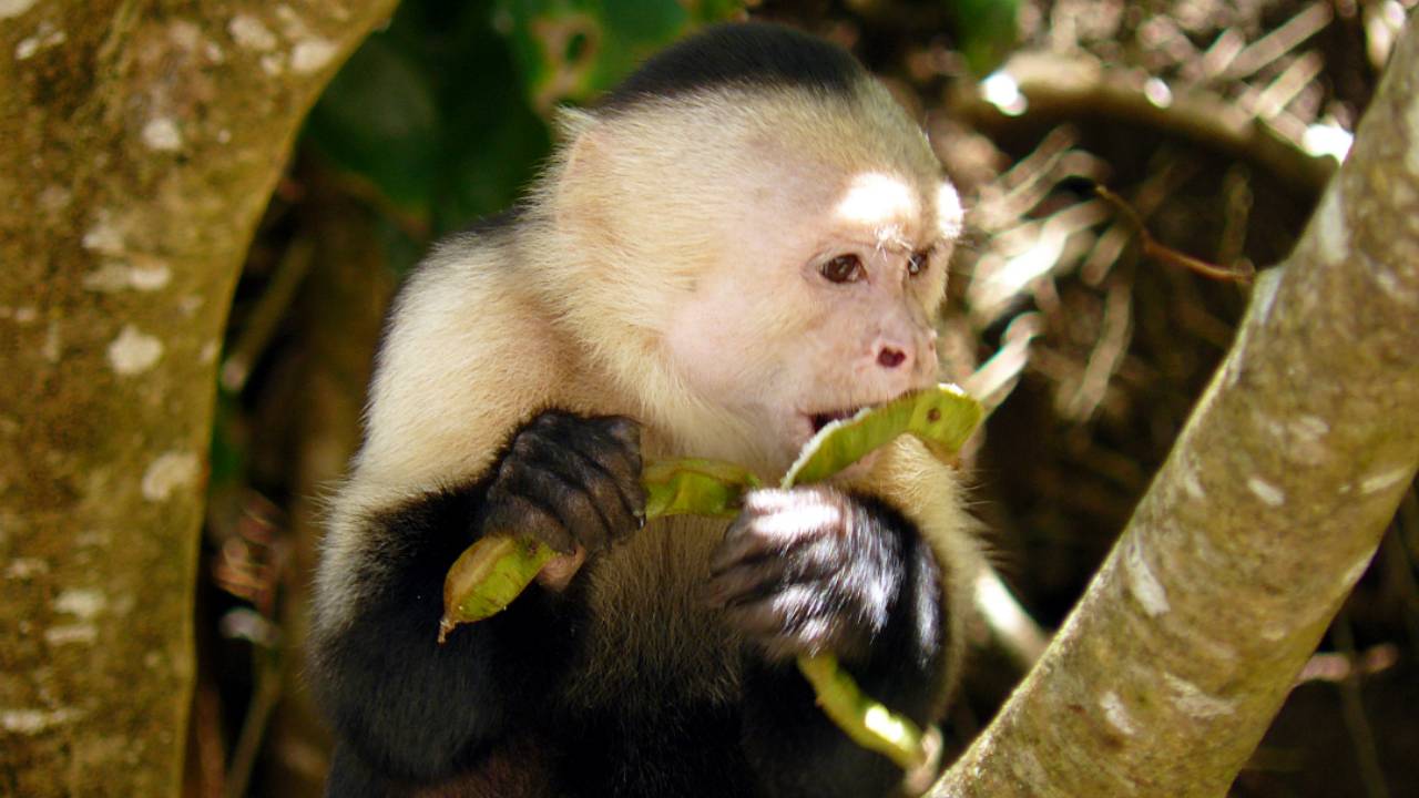 Monos han entrado a la Edad de Piedra en Panamá