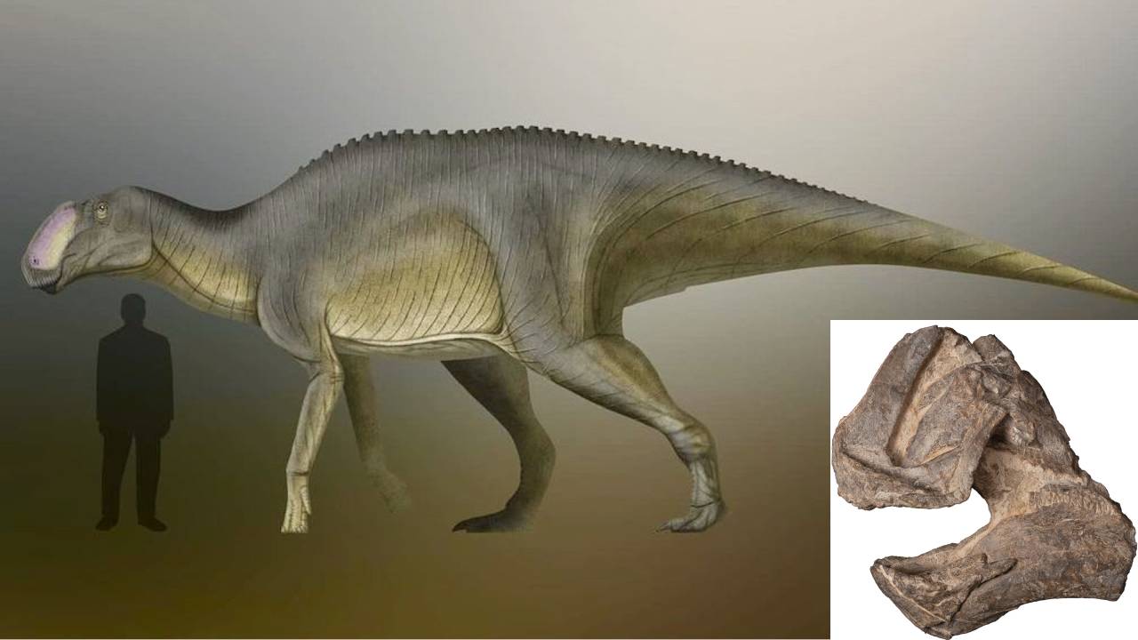 Descubren un nuevo dinosaurio con pico de pato en México