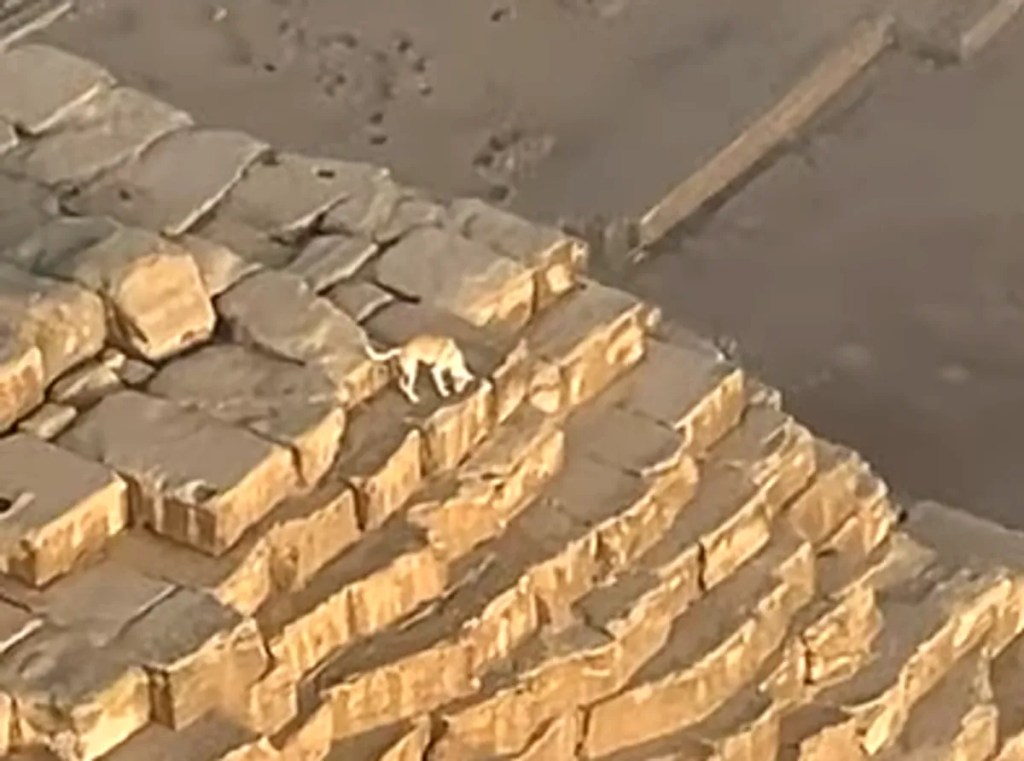 Perro es visto en la cima de la Gran Pirámide de Giza y nadie sabe cómo llegó ahí