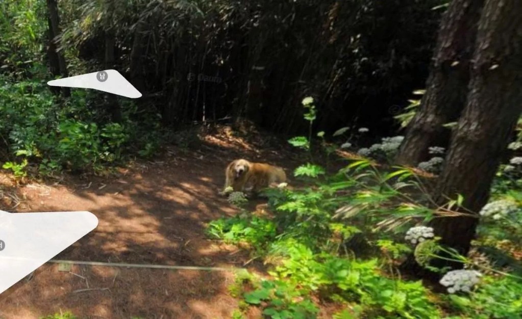 Un perro sigue a un fotógrafo de Google Maps y aparece en más de 1.000 fotos 1 Un perro sigue a un fotógrafo de Google Maps y aparece en más de 1.000 fotos