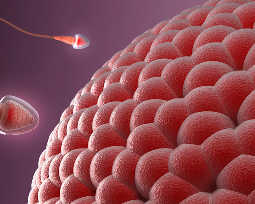 Por primera vez se obtienen imágenes de la ovulación 1 Por primera vez se obtienen imágenes de la ovulación