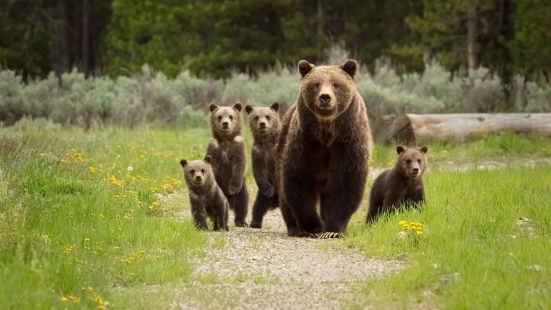 Grizzly 399, el oso más famoso del mundo, muere atropellado