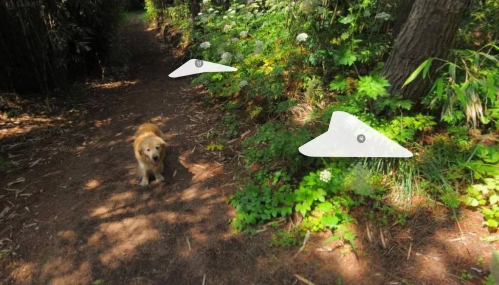 Un perro sigue a un fotógrafo de Google Maps y aparece en más de 1.000 fotos 2 Un perro sigue a un fotógrafo de Google Maps y aparece en más de 1.000 fotos