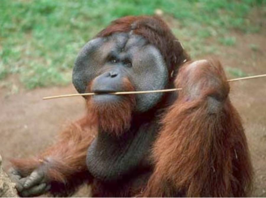 Ken Allen: el escapista más infame (y más peludo) del zoológico de San Diego