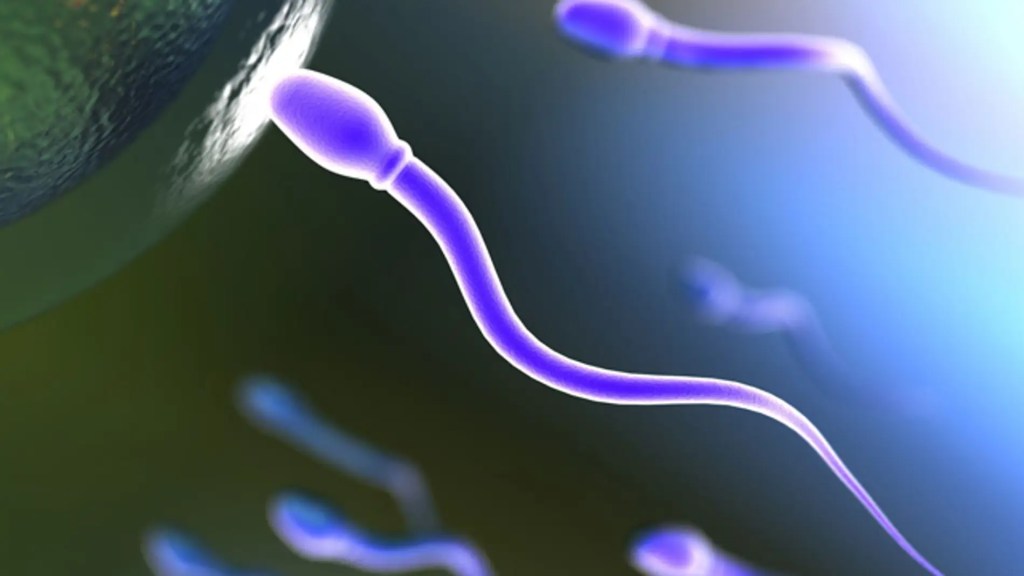 Primeros testículos cultivados en laboratorio podrían producir esperma 2 Establecimiento de organoides testiculares neonatales primarios en insertos transwell