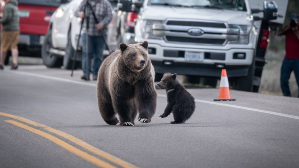 Grizzly 399, el oso más famoso del mundo, muere atropellado