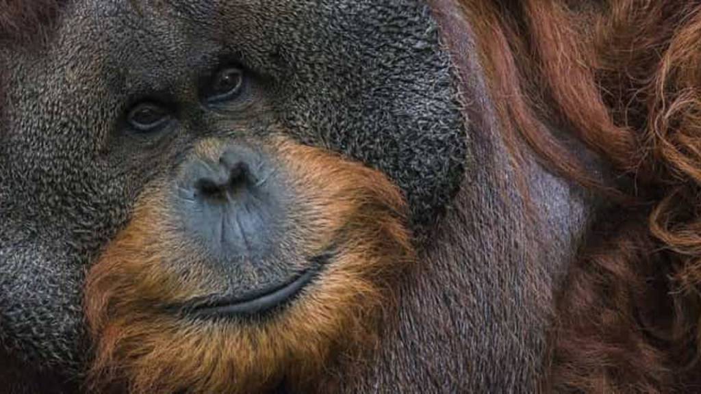 Ken Allen: el escapista más infame (y más peludo) del zoológico de San Diego