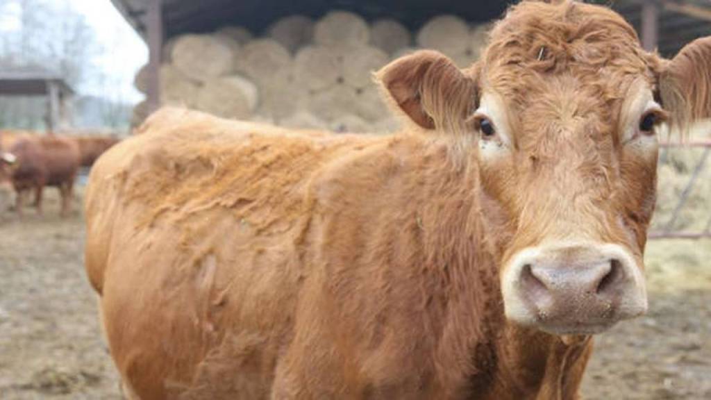 Una vaca hizo una fuga digna de una película de acción