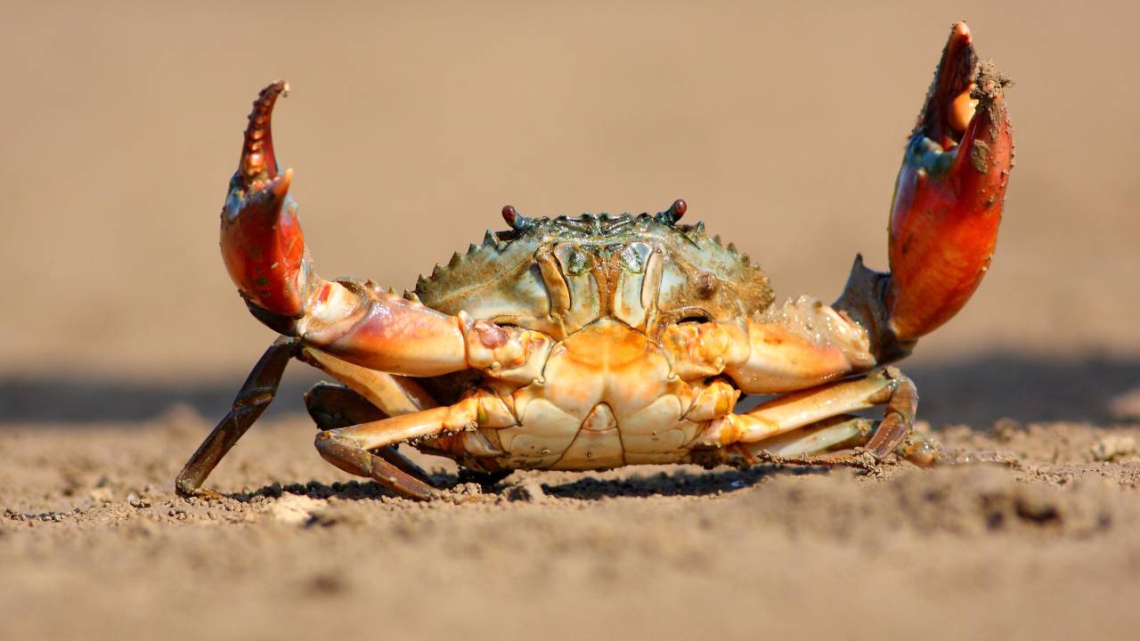 Los animales continúan evolucionando inexplicablemente hasta convertirse en cangrejos ¿También le sucederá a los humanos?