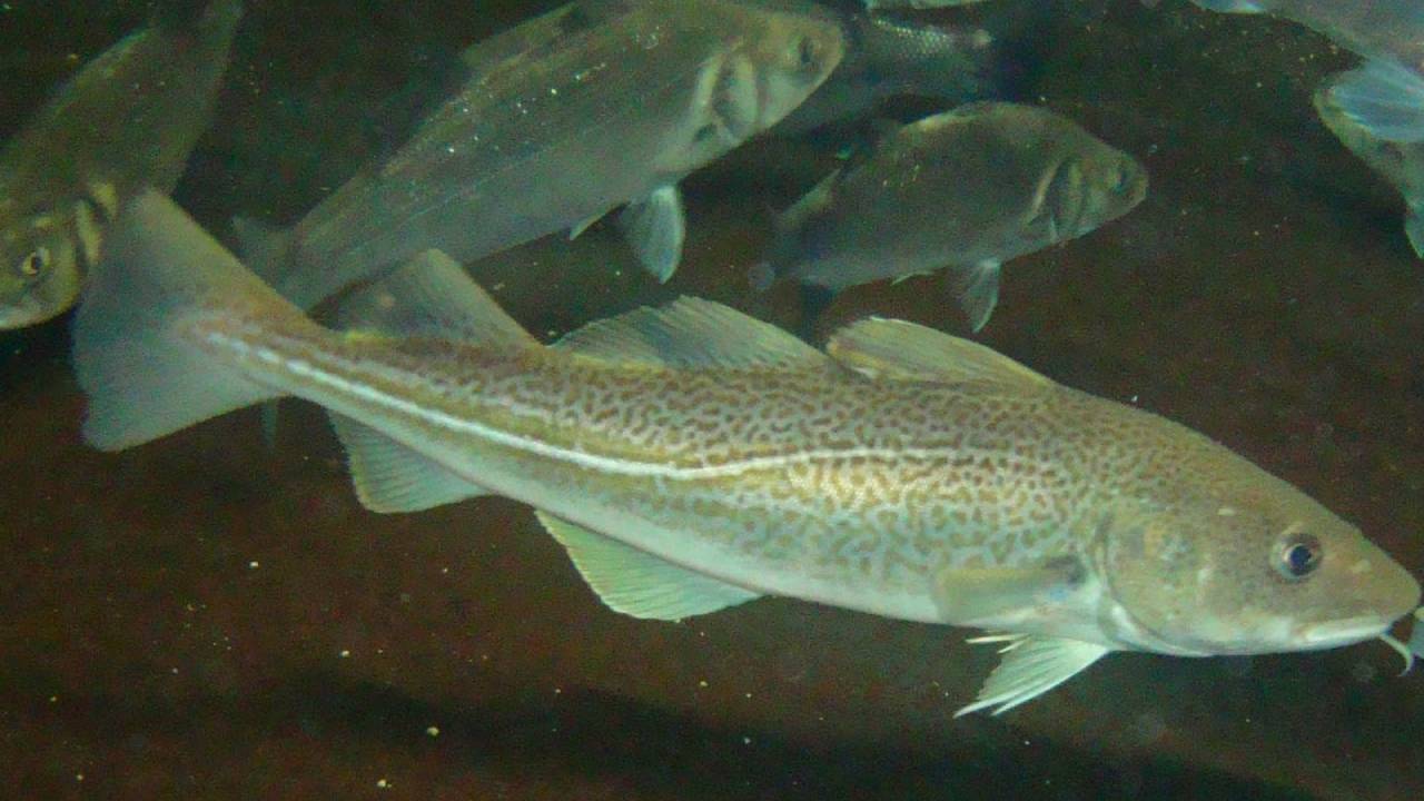 Los oceanógrafos registran el mayor evento de depredación jamás observado en el océano