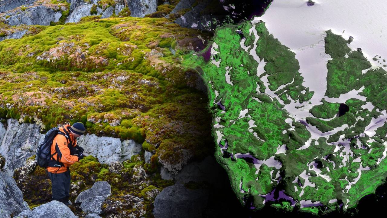 Partes de la Antártida se están volviendo verdes más rápido de lo que pensábamos, advierten científicos sorprendidos