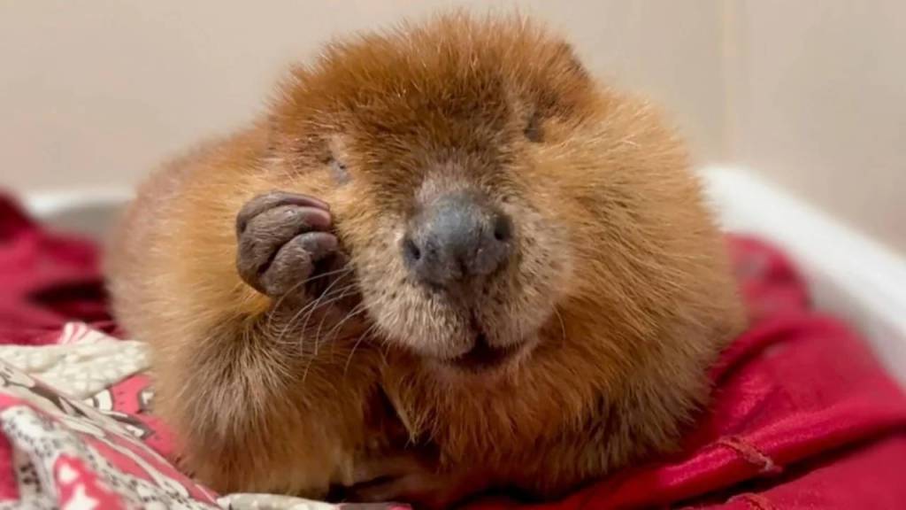 Nibi, la castora “diva”: el roedor rescatado que cautivó corazones y desató una batalla legal