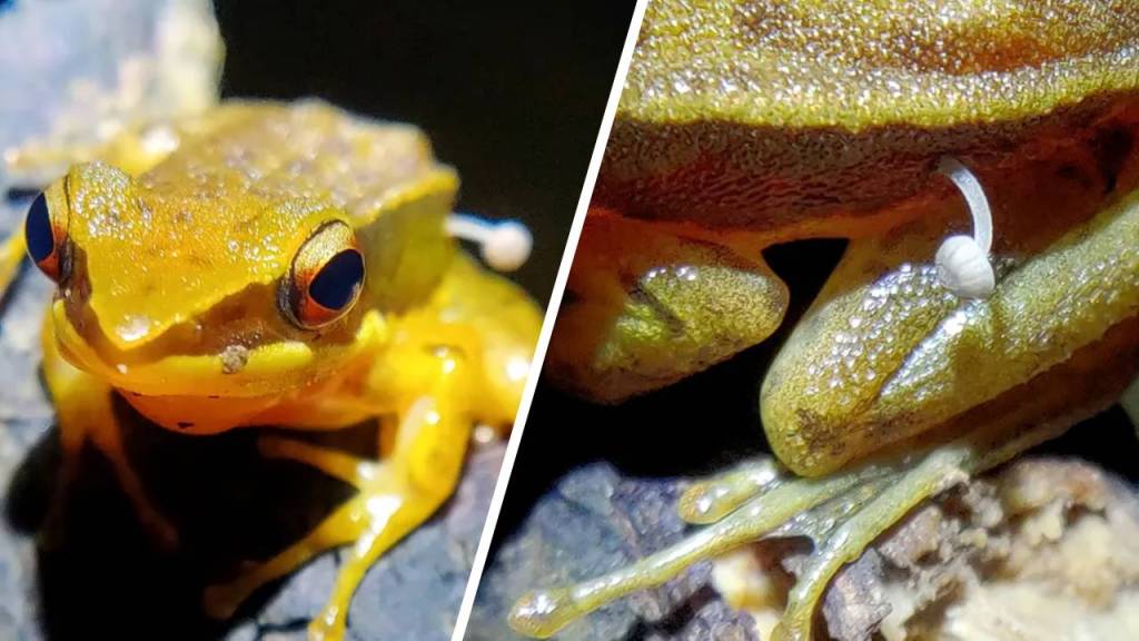 Un hongo crece sobre una rana y los científicos están desconcertados