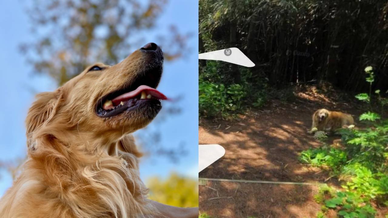 Un perro sigue a un fotógrafo de Google Maps y aparece en más de 1.000 fotos