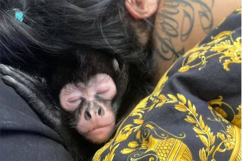 Otro caso: Influencer de Texas lucha por recuperar a su mono araña 1 Otro caso: Influencer de Texas lucha por recuperar a su mono araña