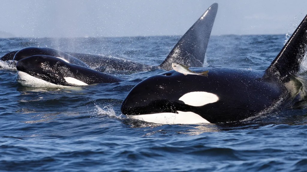 Las orcas vuelven a llevar un salmón en la cabeza después de 37 años