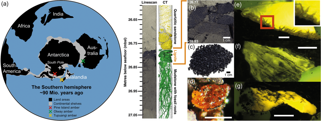 Ámbar en la Antártida: Evidencia de una selva tropical prehistórica en el Polo Sur