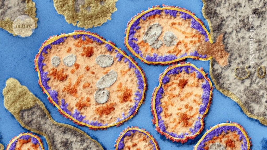 Beata Halassy: La científica que se inyectó virus cultivados en laboratorio para tratar su propio cáncer 2 Beata Halassy: La científica que se Inyectó virus cultivados en laboratorio para tratar su propio cáncer